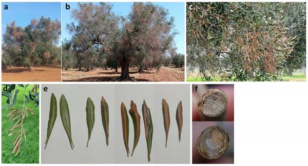 Oliveti: segnalato nuovo fungo patogeno in Puglia
