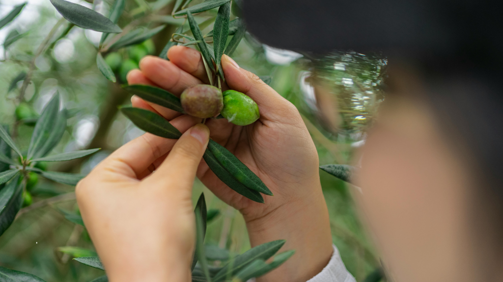 Oleoturismo: dall'accoglienza improvvisata all'esperienza memorabile