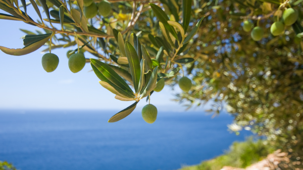 Turismo dell'olio: premiata l'autenticità e il rapporto con il produttore