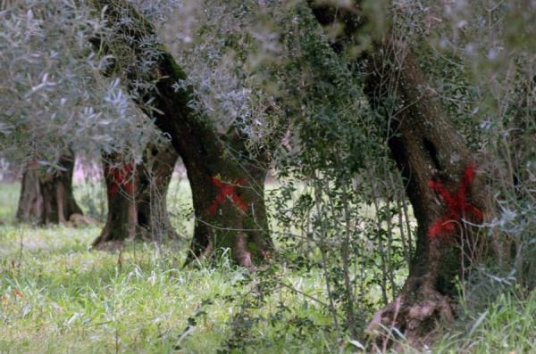 Xylella fastidiosa: nuovo biosensore per prevenire il batterio
