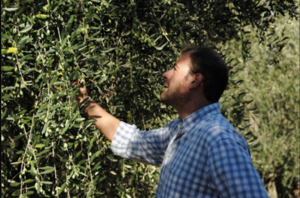 Frantoio Benza: dal ponente ligure, passione e savoir faire radicato
