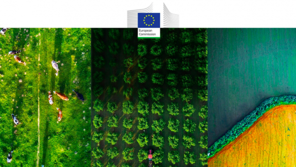 UE, prospettive 2032: incremento consumo olio d'oliva in sostituzione di altri oli vegetali