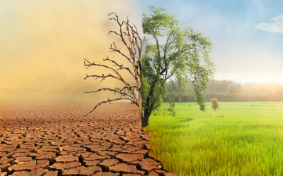 Affrontare il cambiamento climatico: olivicoltori tra tradizione e innovazione tecnologica