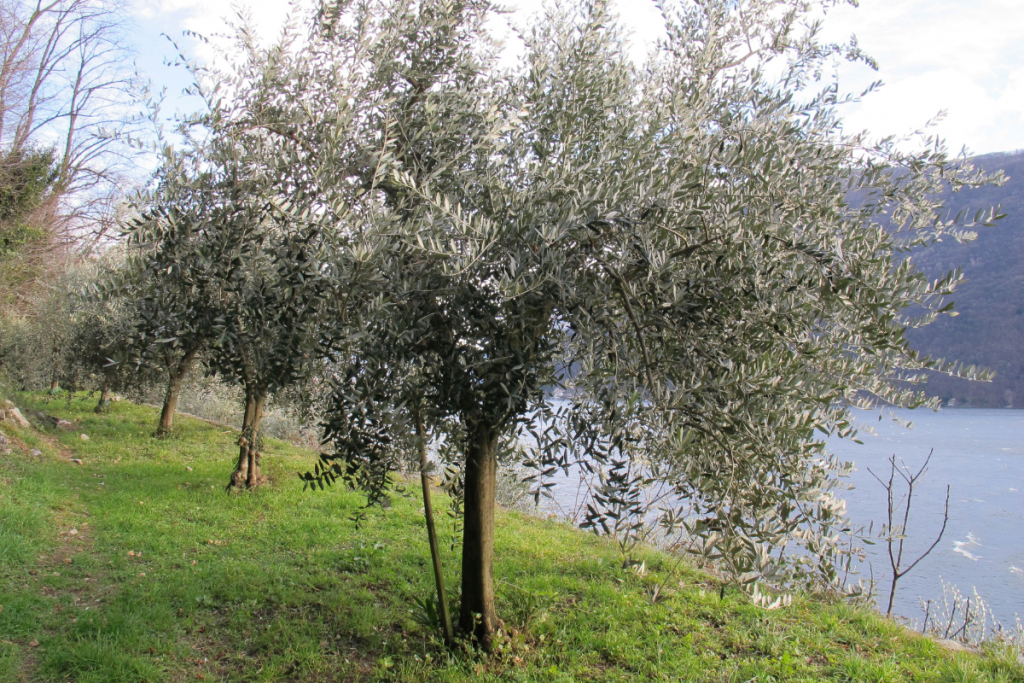 Il Sentiero dell'Olivo: un viaggio sulle Rive del Ceresio
