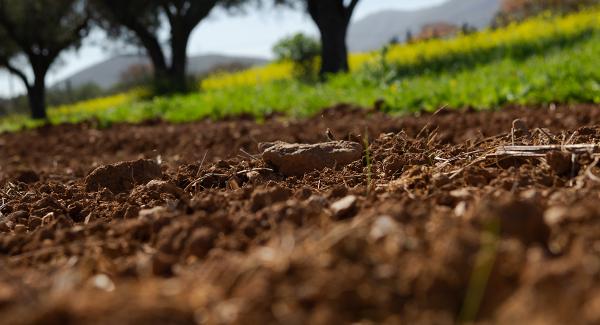 Crisi climatica: il futuro dell'olio d'oliva