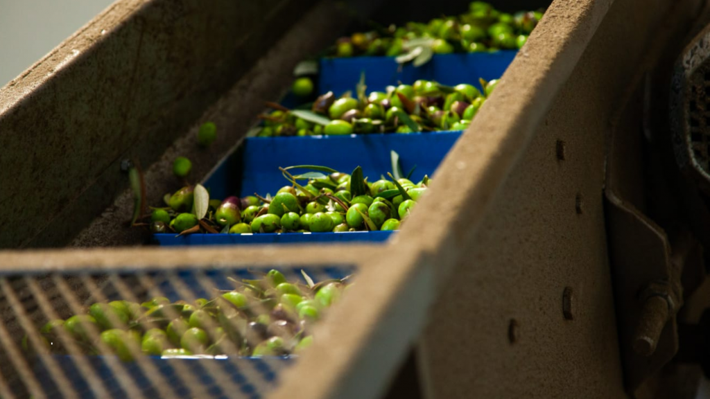 UNAPOL esprime apprezzamento per la proroga al 2026 della norma sulle sei ore per il conferimento delle olive