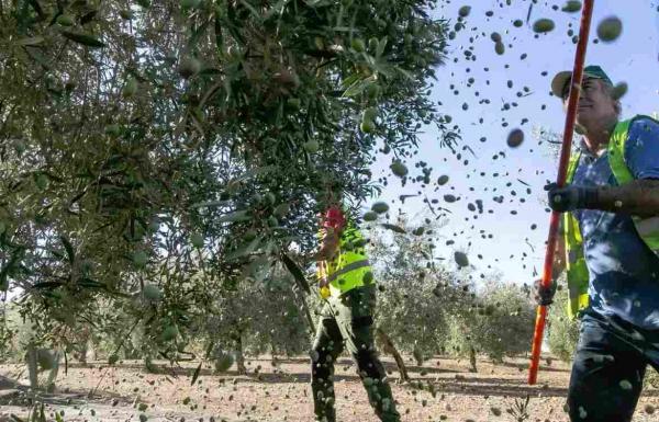 Produzione olio, Portogallo: dopo un anno da record, arriva la stangata