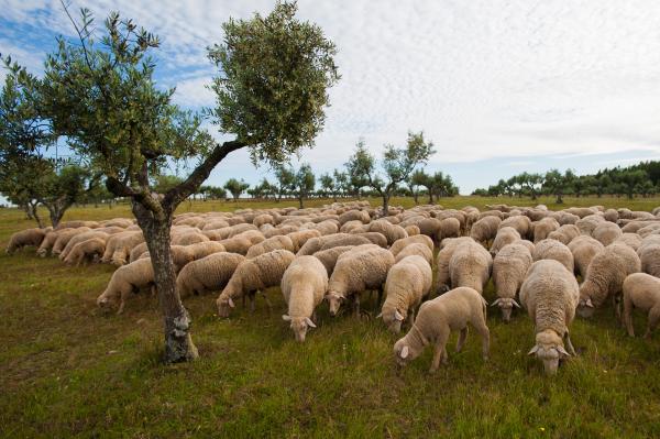 Superficie oliveti biologici: leggera crescita a livello globale, primato Tunisia