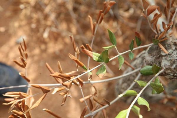 Life Resilience: progressi per combattere la Xylella