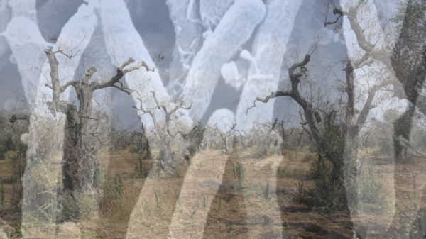 Xylella e olivo: analizzare il genoma per prevedere e combatterne gli effetti