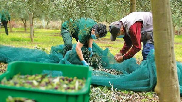 Olio Spagna, crisi produttiva e occupazionale: “Peggior raccolto del decennio”