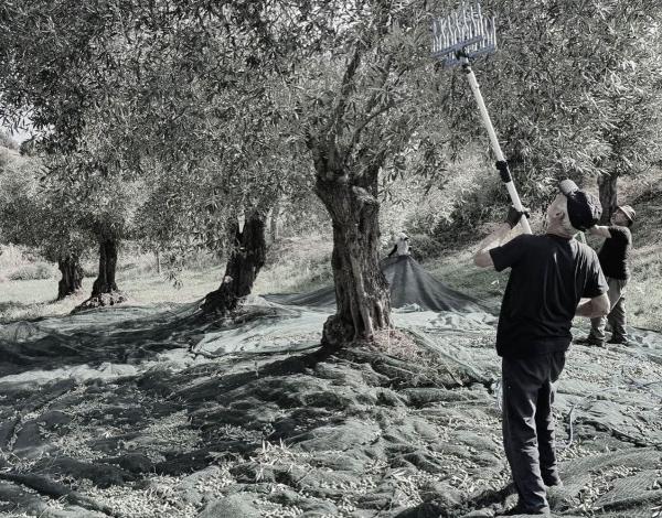 Testimonianze dalla Calabria: conseguenze crisi climatica e rincaro energetico