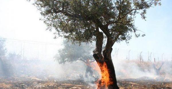 Sondaggio olivicoltori: prima minaccia? Riscaldamento globale