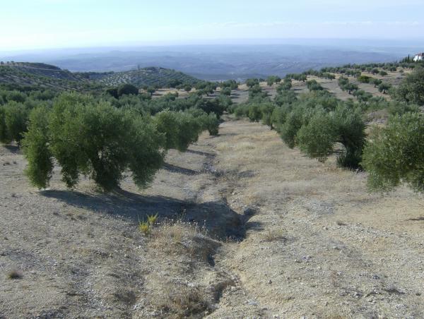 Olivicoltura intensiva ed erosione: cosa ci insegna la storia?