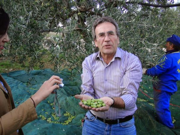 Olio Monterisi: siccità, produzione in calo oltre le previsioni