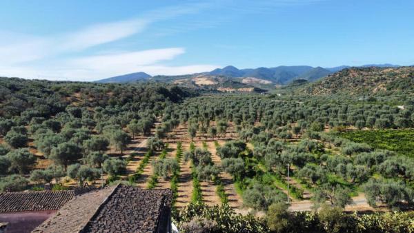 Olio, Fratelli Renzo: riflessioni e soluzioni concrete per affrontare l'emergenza