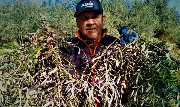 Voci dalla Grecia profonda: l’autentica tradizione dell’olio ellenico