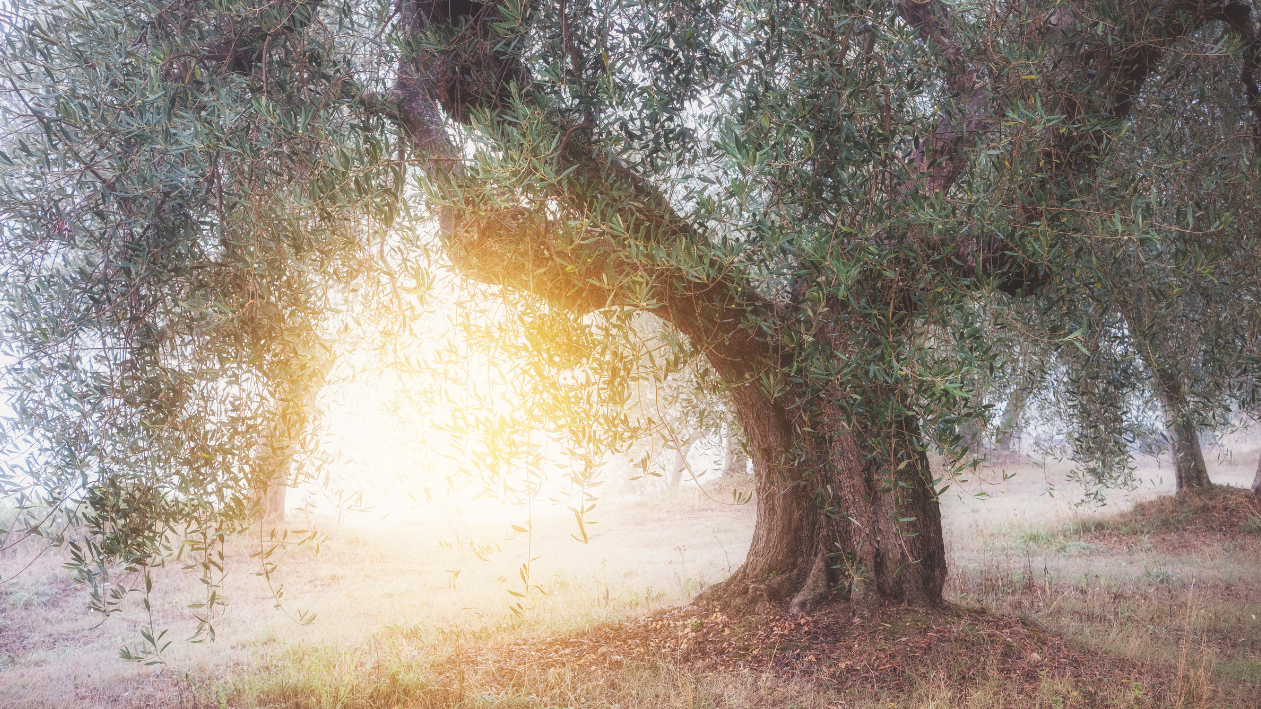 Sostenibilità in oliveto: non solo un costo, ma un investimento per il futuro